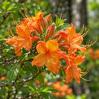 Flame Azalea — close-up