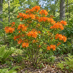 Flame Azalea — whole plant