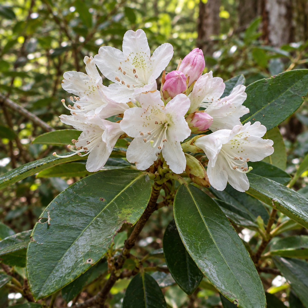 Rosebay Rhododendron — close-up