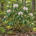 Rosebay Rhododendron — whole plant