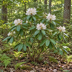 Rosebay Rhododendron — whole plant