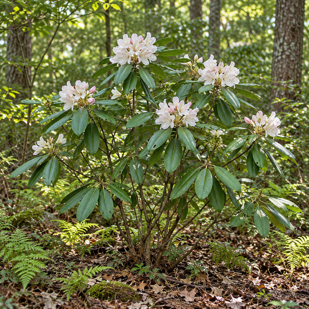 Rosebay Rhododendron — whole plant