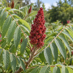 Staghorn Sumac — close-up, AI-generated botanical illustration