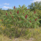 Staghorn Sumac — whole plant, AI-generated botanical illustration