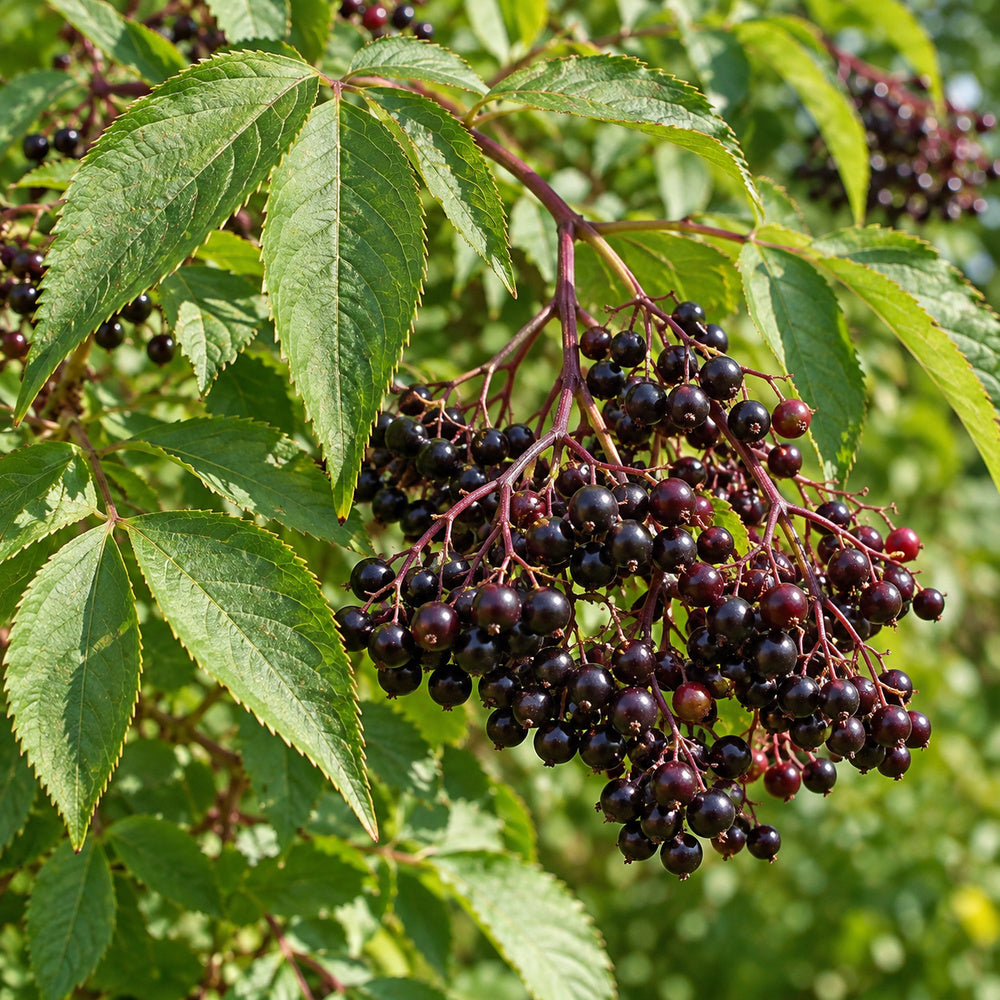 American Elderberry — close-up, AI-generated botanical illustration