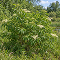 American Elderberry — whole plant, AI-generated botanical illustration