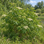 American Elderberry — whole plant, AI-generated botanical illustration