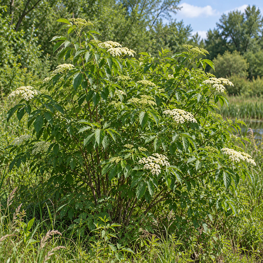American Elderberry — whole plant, AI-generated botanical illustration