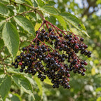 European Elderberry — close-up