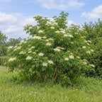 European Elderberry — whole plant