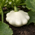 Scallop Early White, Squash Seed