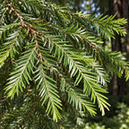 Coast Redwood — close-up, AI-generated botanical illustration