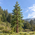 Coast Redwood — whole plant, AI-generated botanical illustration