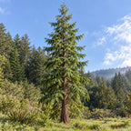 Coast Redwood — whole plant, AI-generated botanical illustration