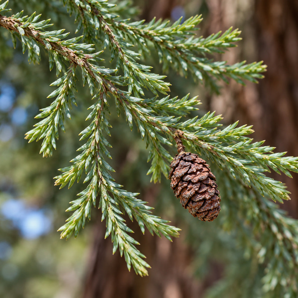 Giant Sequoia — close-up