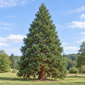 Giant Sequoia — whole plant
