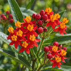 Silky Deep Red milkweed (Asclepias curassavica), flower close-up