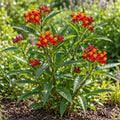 Silky Deep Red milkweed (Asclepias curassavica), full flowering plant