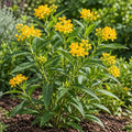 Silky Gold milkweed (Asclepias curassavica), full flowering plant