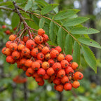 American Mountain Ash — close-up