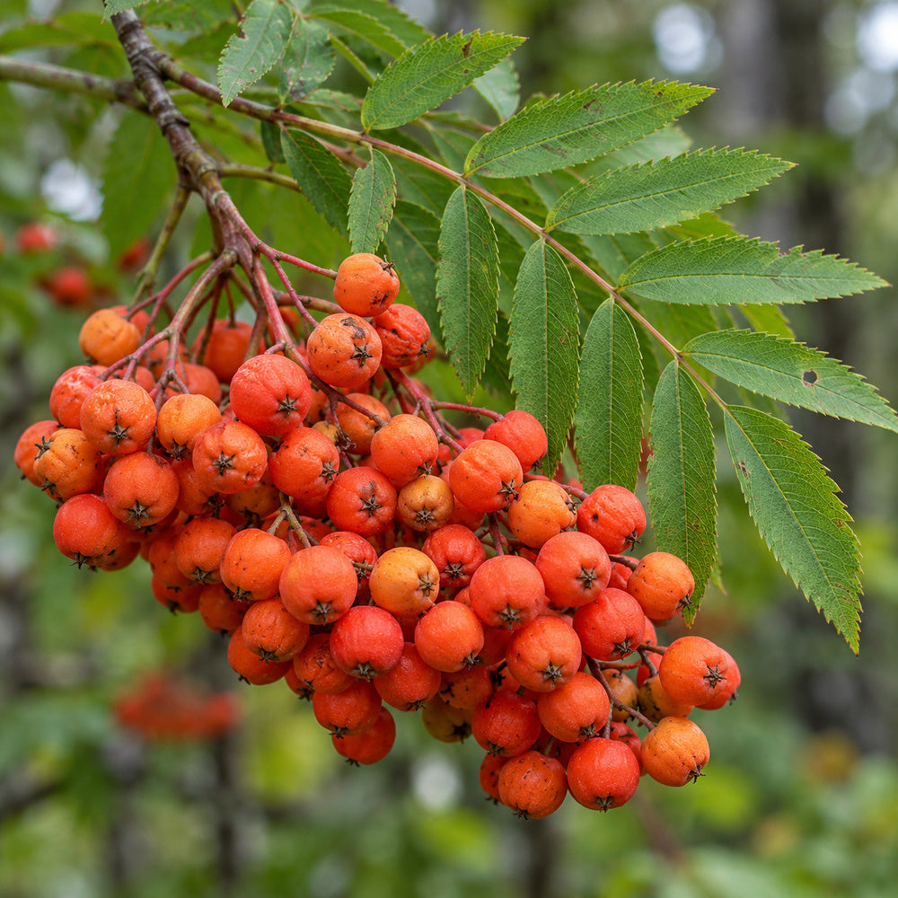 American Mountain Ash — close-up