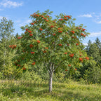American Mountain Ash — whole plant