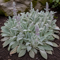 Stachys, Lamb's Ear Seed
