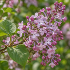 syringa oblata closeup