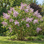 syringa oblata whole plant
