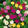 Tall Mix, Four O'clock Seeds