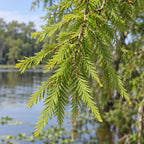 Bald Cypress — close-up, AI-generated botanical illustration