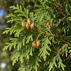 American Arborvitae — close-up, AI-generated botanical illustration