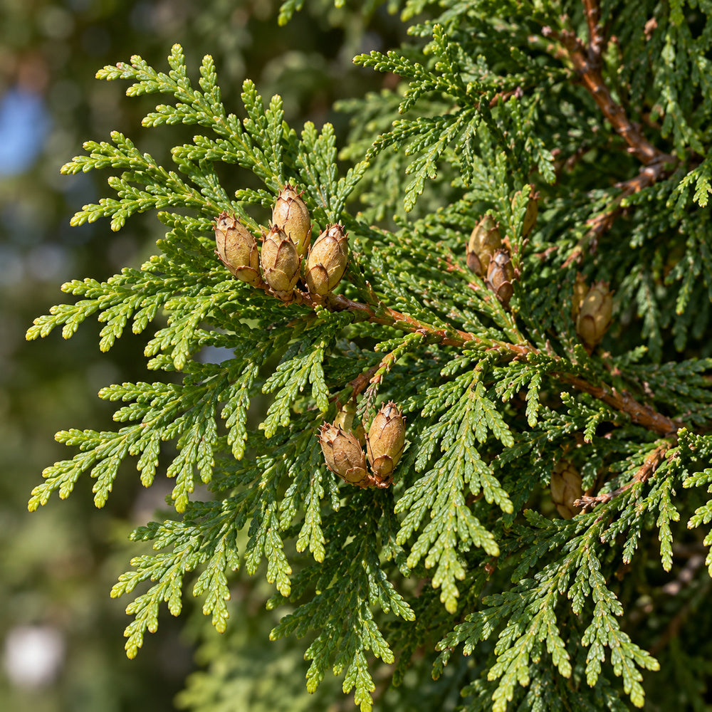 American Arborvitae — close-up, AI-generated botanical illustration