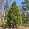American Arborvitae — whole plant, AI-generated botanical illustration