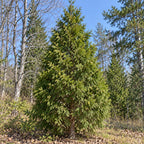 American Arborvitae — whole plant, AI-generated botanical illustration