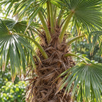 Windmill Palm — close-up