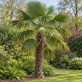 Windmill Palm — whole plant