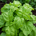 Valentino, Basil Seed