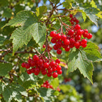 American Cranberrybush — close-up, AI-generated botanical illustration