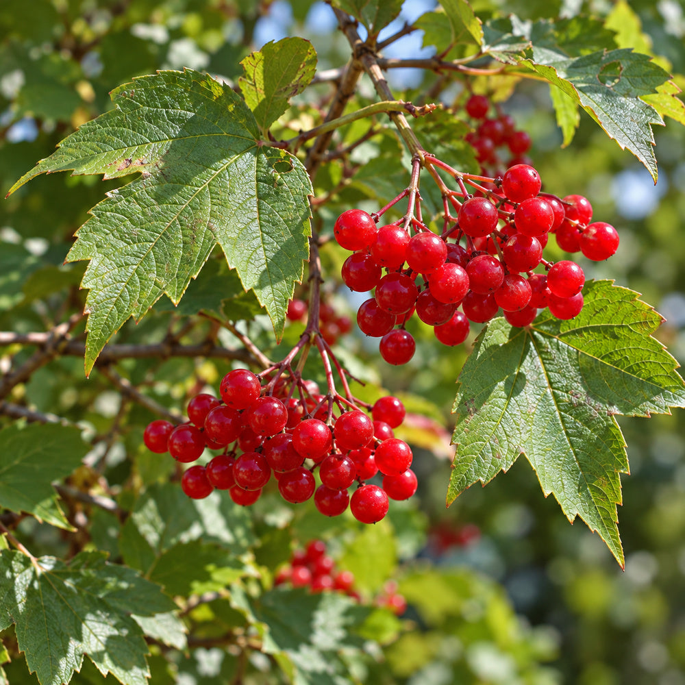 American Cranberrybush — close-up, AI-generated botanical illustration