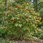 American Cranberrybush — whole plant, AI-generated botanical illustration
