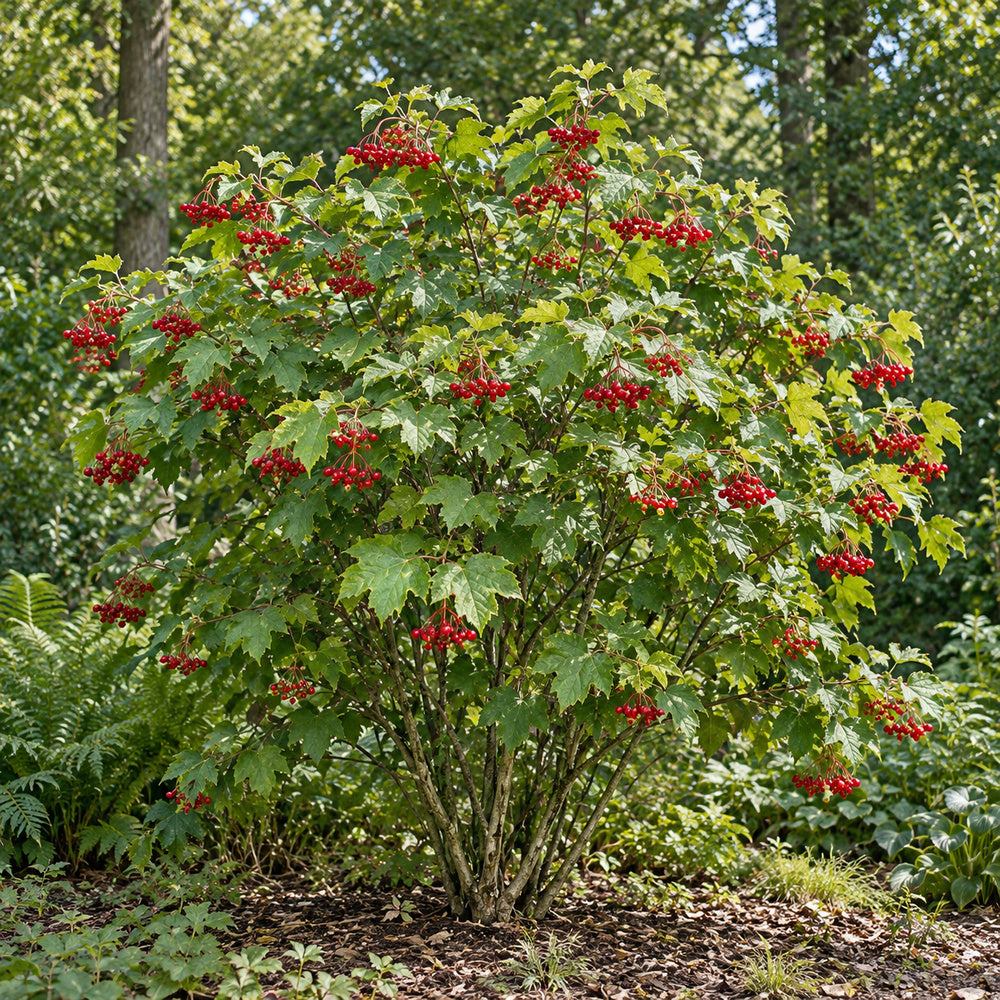 American Cranberrybush — whole plant, AI-generated botanical illustration