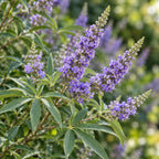 Chaste Tree (Vitex agnus-castus) — close-up, AI-generated botanical illustration