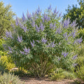 Chaste Tree (Vitex agnus-castus) — whole plant, AI-generated botanical illustration