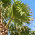 Mexican Fan Palm — close-up