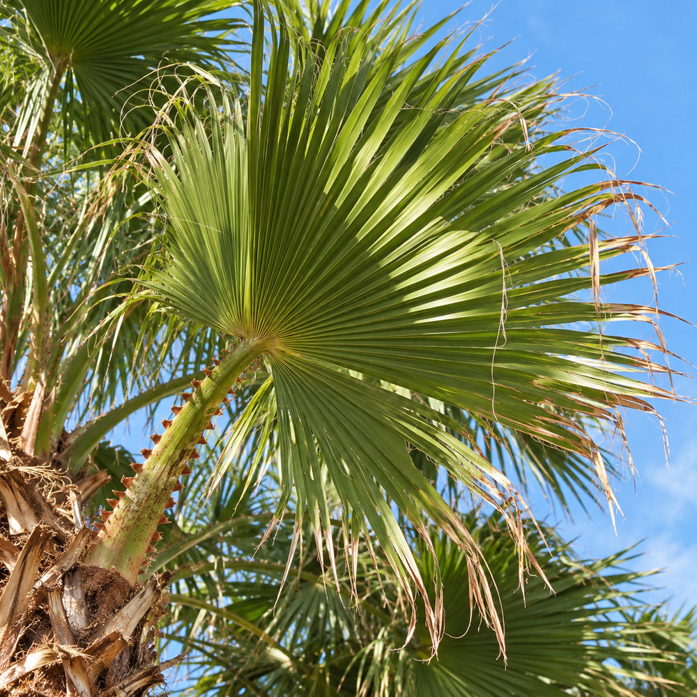 Mexican Fan Palm — close-up