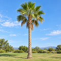 Mexican Fan Palm — whole plant