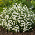 White Gypsy, Baby's Breath Seed