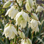 yucca filamentosa closeup