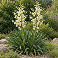 Adam's needle yucca (Yucca filamentosa) in bloom, whole plant